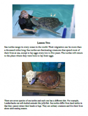 homeschooling science program sea turtles