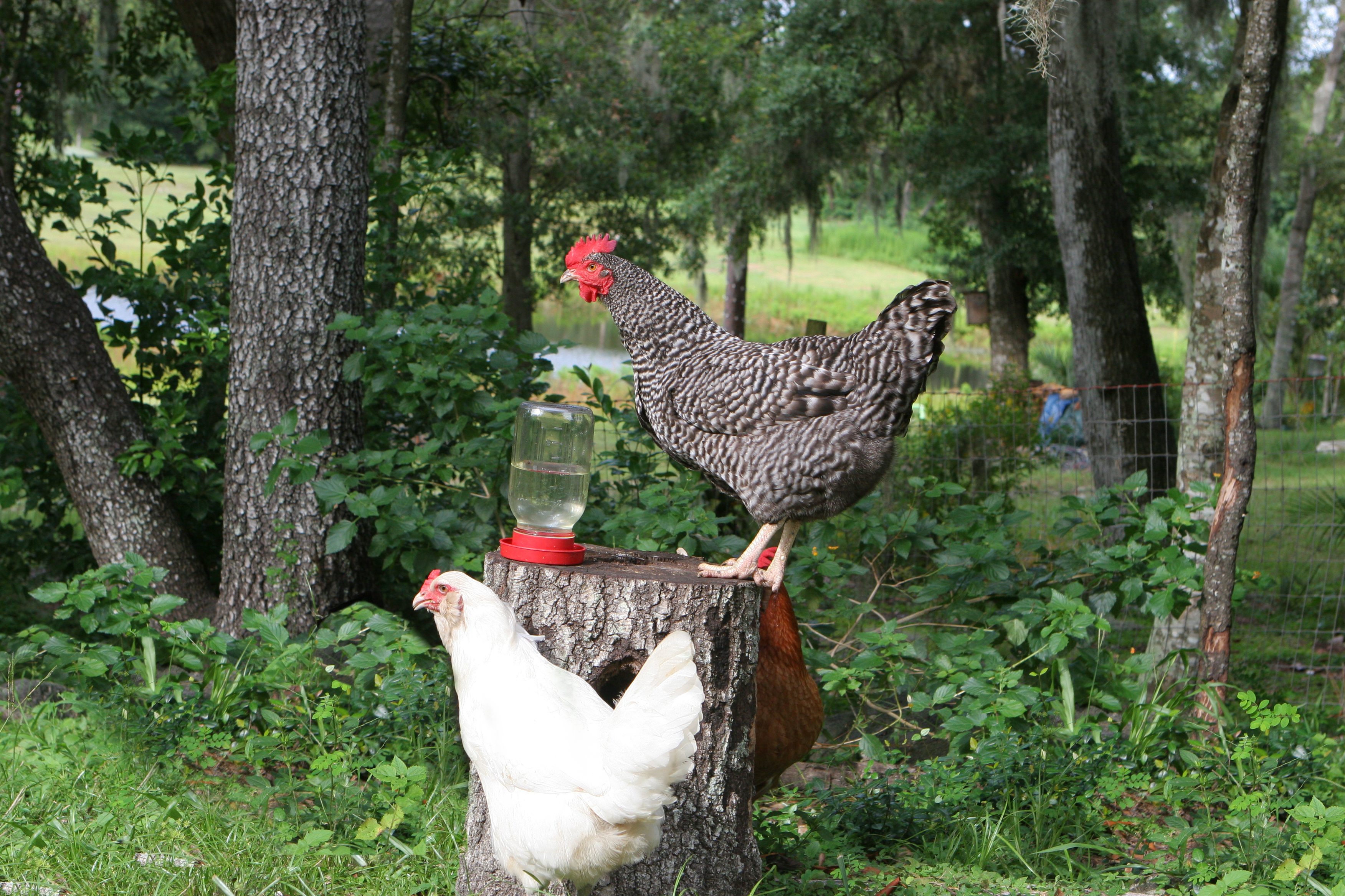 florida chickens homeschooling unit study
