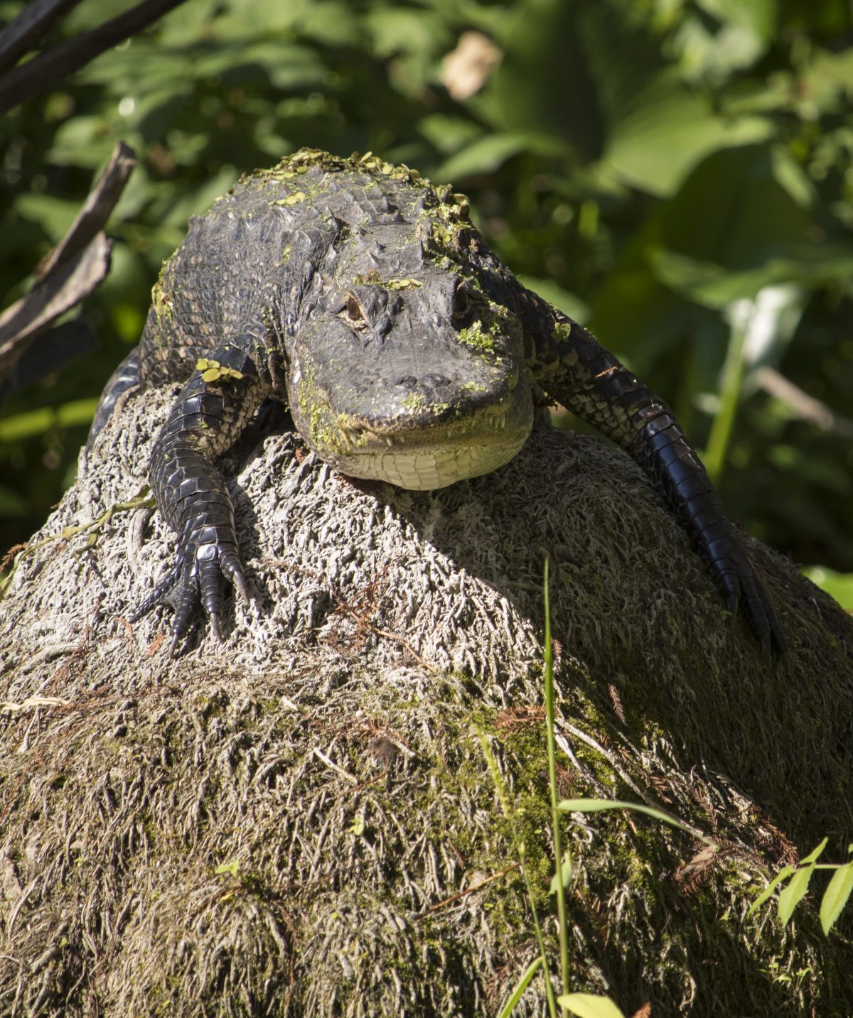 florida gator