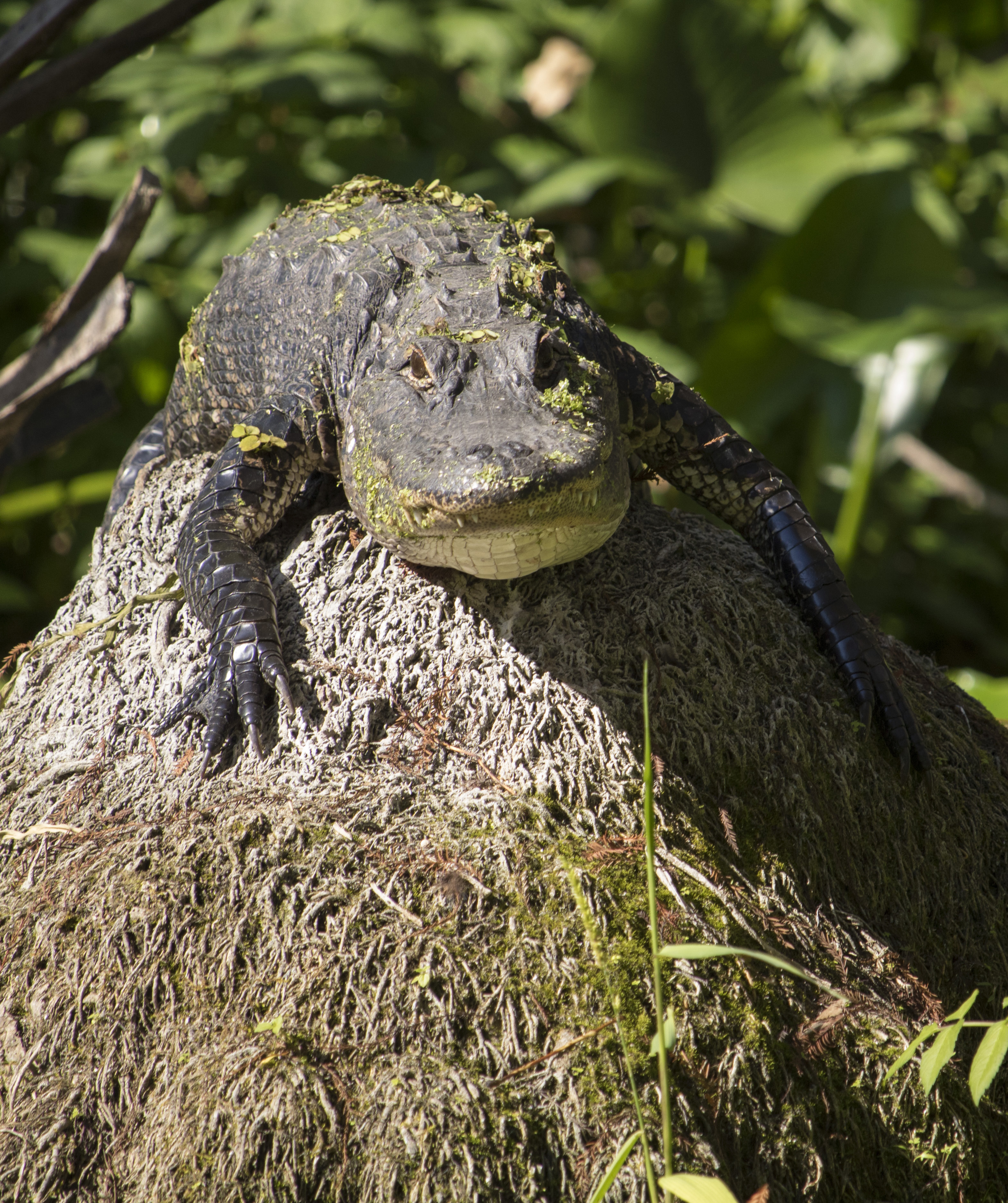 florida gator outdoor adventure