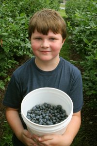 florida blueberries homeschooling