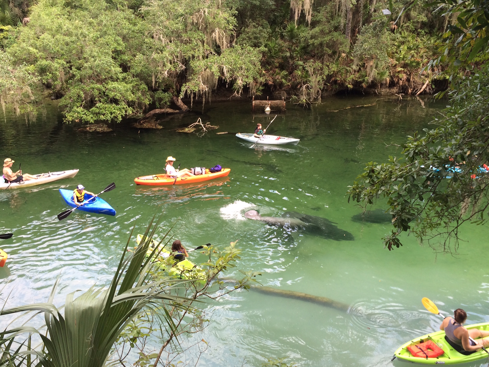 florida blue springs