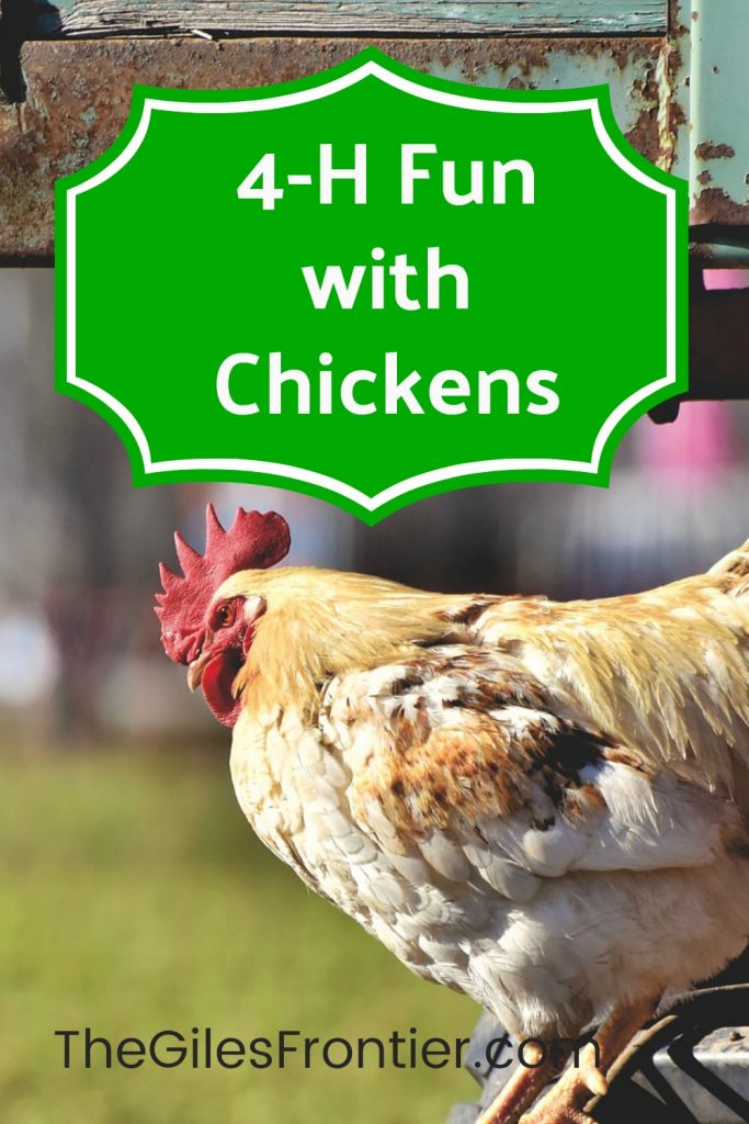 4h how to wash a chicken