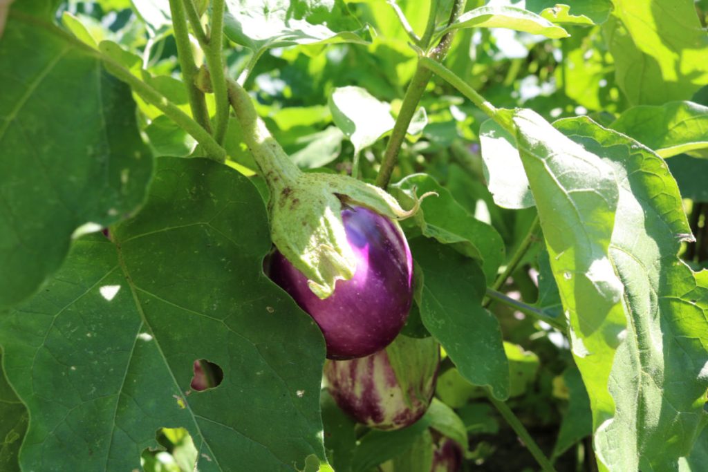 eggplant growing in Marjorie's garden