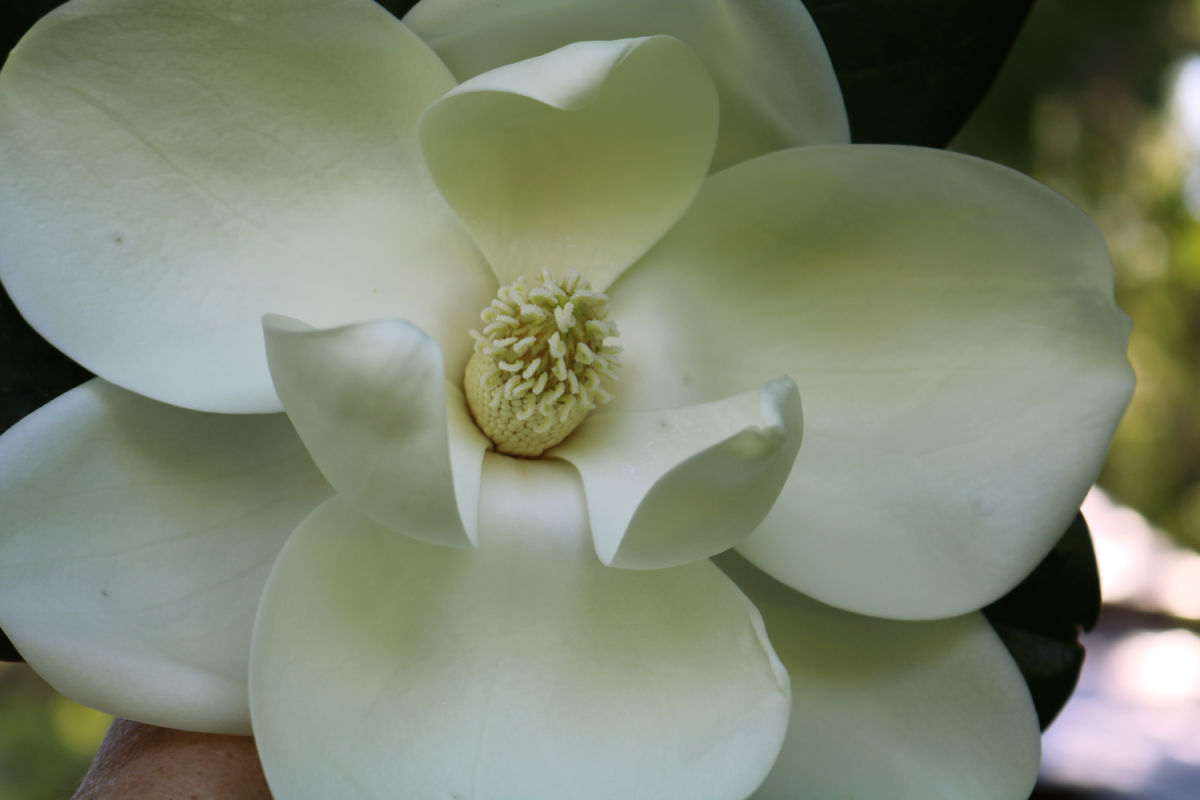 magnolia tree at marjorie kinnan rawlings house