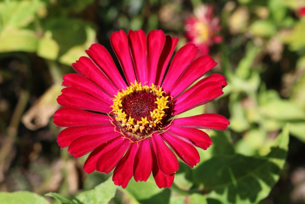 cross creek garden