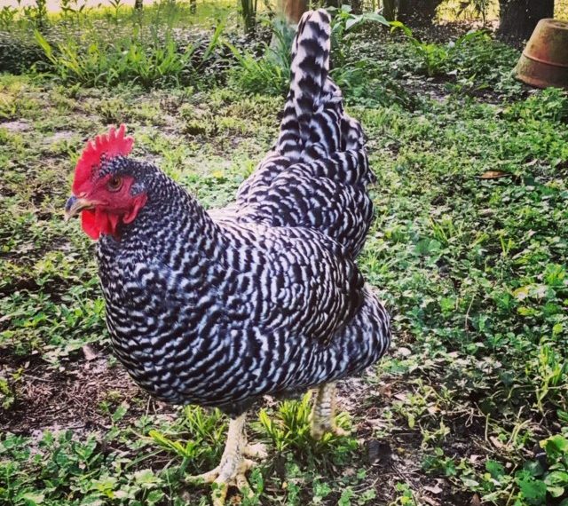 black and white chickens