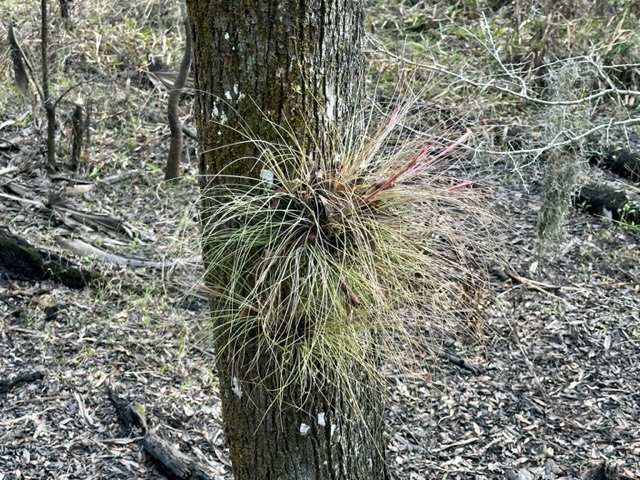 air plant