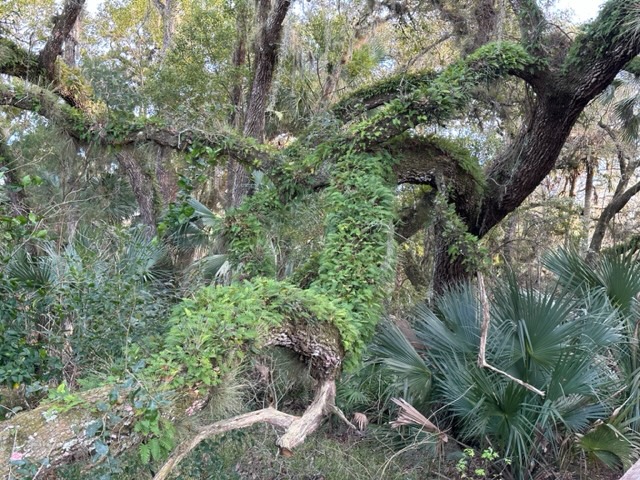 live oak with fern
