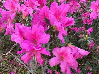 azalea flowers