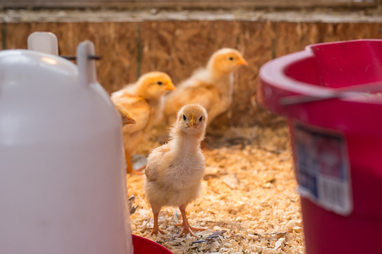 baby chicks